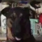 @kyle_heller_dog2 - Instagram