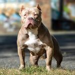 Kyle Ives - @greek_god_bullys - Instagram