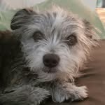 kyle kessler - @walter_the_farting_d0g - Instagram