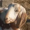 kylelabarge2 - @lameturkey - TikTok