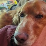 Kyle Lepley - @lepleypupsplus - Instagram