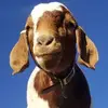 Kyle Lindeman - @kylelindeman0 - TikTok