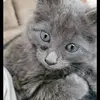 Kylee Llewellyn - @kyleellewellyn - TikTok