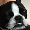 KyleLoper - @sped.ked - TikTok