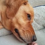 Kyle Macintyre - @lifeofleela8457 - Instagram