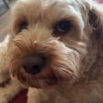 Kyle Maclean - @kylestew1212 - Instagram