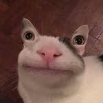 Kyle Mailloux - @kattifyy.memes - Instagram
