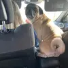 Big Kyle - @kylemannino - TikTok