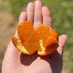Kyle Martindale - @orangepeel_onepiece - Instagram
