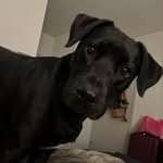 Kyle McDonnell - @kyleandenzo12 - Instagram