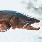 Kyle Mitchell - @flyfishalberta - Instagram