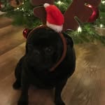 Montes Hund - @kyle.montegoml - Instagram