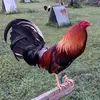 🐓 IRISH VALLY GAMEFARM 🐓 - @kylemunn3 - TikTok