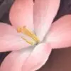 kyleeoshiro120 - @kyleeoshiro120 - TikTok