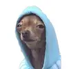 kyleew0lf - @kyleepattillo - TikTok