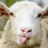 nope - @perrikyle75 - TikTok