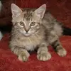 kylepillow - @pillow1333warfare - TikTok