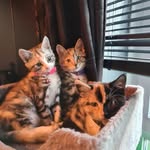 Kyle Rennie - @rennie5355 - Instagram