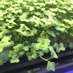 Kyle Rivard - @golden_city_microgreens - Instagram