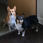 Kyle Rivas - @corgis_for_life_kc_edition - Instagram