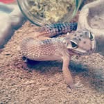 Kyle Rodney Smith - @blue_the_small_raptor - Instagram