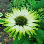 Kyle Sauer - @kyle_sauer_garden - Instagram