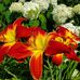 Kyle Sauer - Facebook