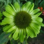 Kyle Sauer - @kyle.theplantguy - Instagram