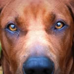 Kyle Shake ‘n Bake Bonte - @kyle_the_coonhound - Instagram