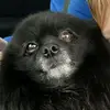 Hi it is my dog - @kylen.slack6542 - TikTok