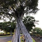 Kyle Streeter - @riggida - Instagram