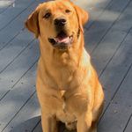 kyleswann - @kyleswann - Instagram