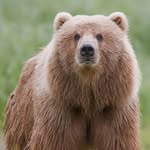 @kyletait_eatingbear - Instagram