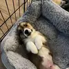 Kyle Vetter - @a_corgi_named_tito - TikTok