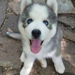 Kyle Wagoner - @harley_is_brave - Instagram