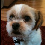Kyle Woolley - @theorangedog01 - Instagram