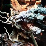 Kyle Yee - @kumulonimbus_forest - Instagram