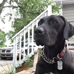 Zeppy Boi - @zeppelinkyle - Instagram