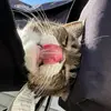 kylee sullivan - @kylee.sullivan0 - TikTok