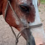 Kyleigh Cunningham - @horsegirl1ando.g - Instagram