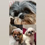Bruce, Kylie e Meg - @bruce_kylie_meg - Instagram