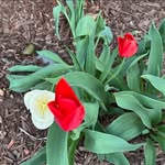 Kylie Chaney Franks - @kyliefranks1978 - Instagram