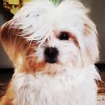 ㄈɧïҡσɱïℓσㄈσㄈσ - @chiko___milo___coco_kylie_ - Instagram