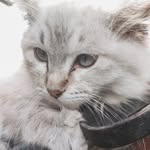 𝐊𝐲𝐥𝐢𝐞, 𝐉𝐞𝐟𝐟𝐫𝐞𝐞 & 𝐂𝐨𝐜𝐨 - @kylieeee_cat - Instagram