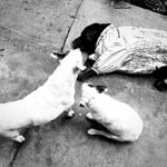 Spot, Kylie & Coco - @mirror.image.dogs.plus.1 - Instagram
