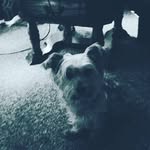kylee grande - @lk_puppies82 - Instagram