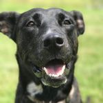 Kylie Lloyd - @kylie_the_rescue - Instagram