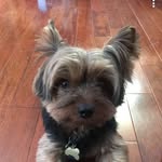 Zeus( Kylie Is My Loving Mom) - @zeus._.puppy - Instagram
