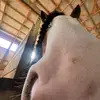 Kylie Ramsey - @patch.is.best_2 - TikTok