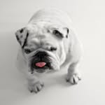 Kylie Wagner - @pets.happy.today - Instagram